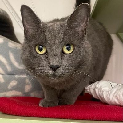 Mishca  --  Pretty and playful