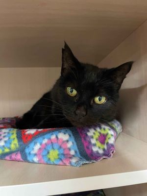 Oriana  --  Centre of attention