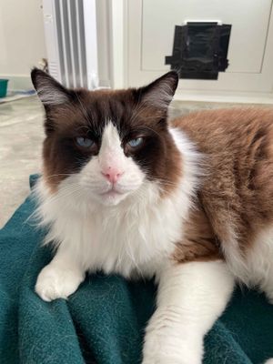 Aslan  --  Forever by your side