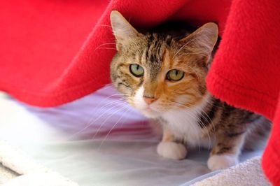 Gorgina --  The apple of your eye