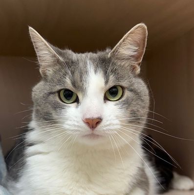 Lolabelle  --  Young and lively