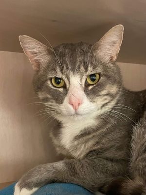 Rockers  --  The handsomest little man