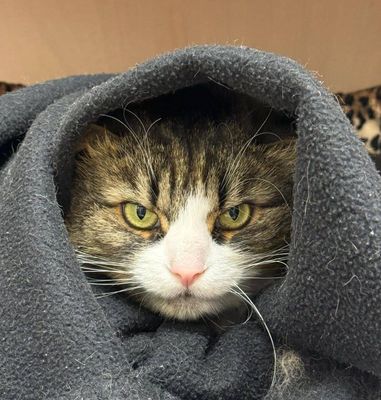 Keanu  --  The main character