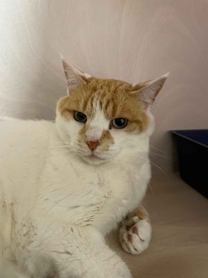 George Weasley  --  Sun-loving sleepyhead