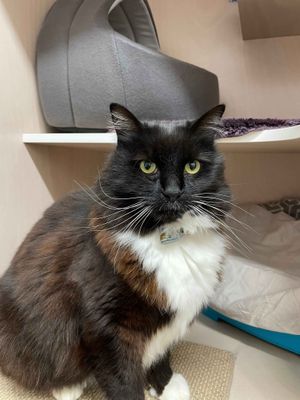 Lou  --  Big floofball