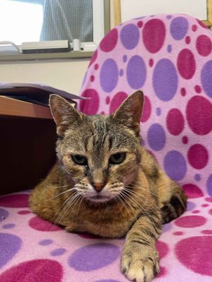 Princess Petunia  -- #1 cuddle-buddy