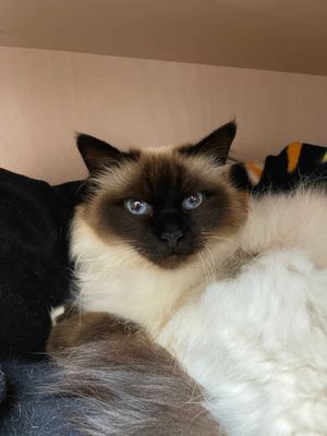 Mimi  --  Fluffy princess