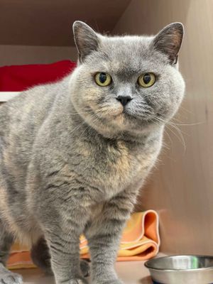 Stellar  --  A stellar companion!