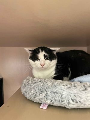 King  --  From colony, to harmony