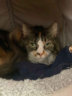 Pixie  --  Likes the quiet life