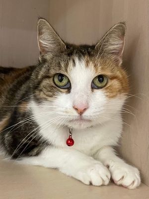 Ketti  --  The most gentle girl