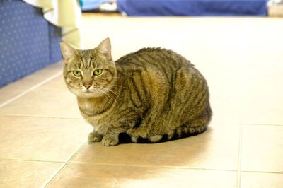 Cinnamon  --  Clever little girl
