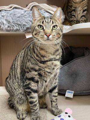 Toto  --  Loves food, you, and his sister