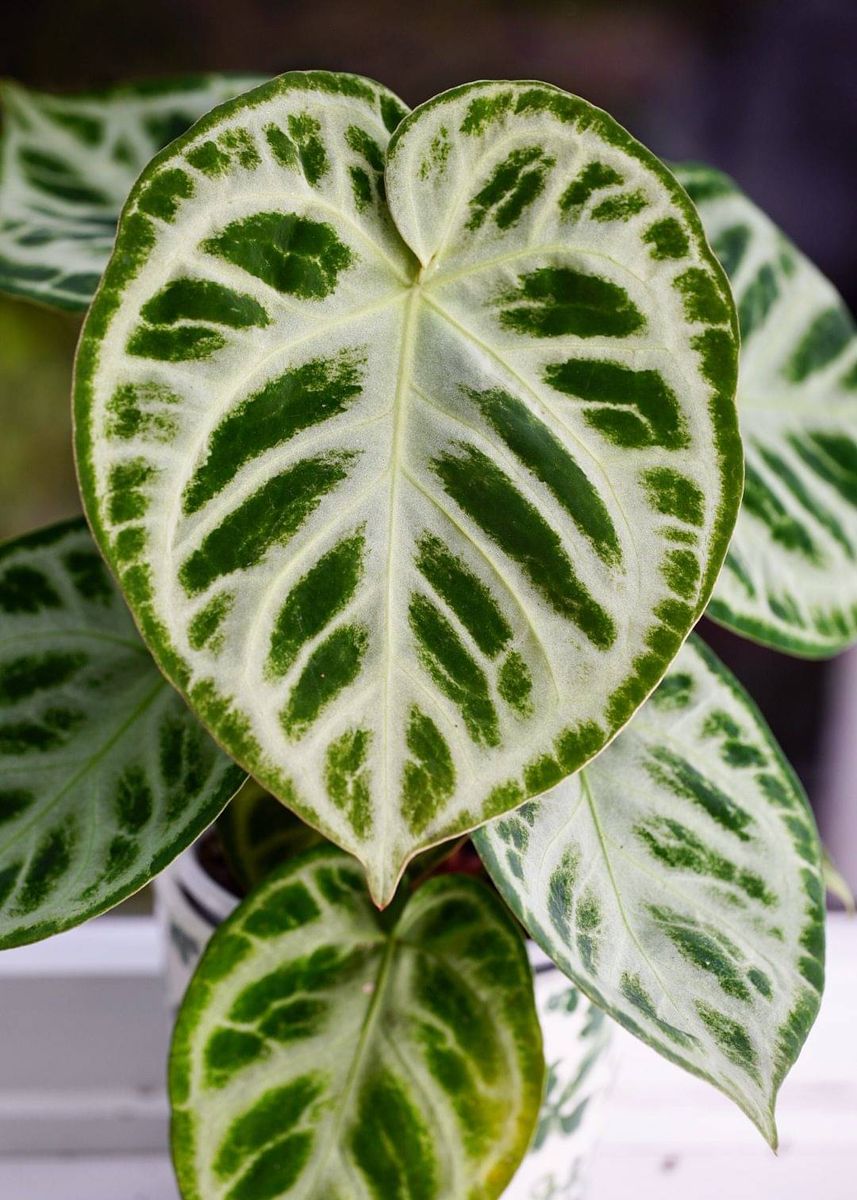 Anthurium crystallinum 'Silver Blush'