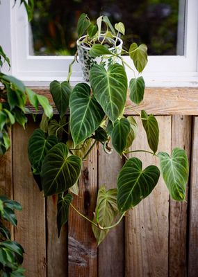 Philodendron &#039;Splendid&#039; double planted 10cm
