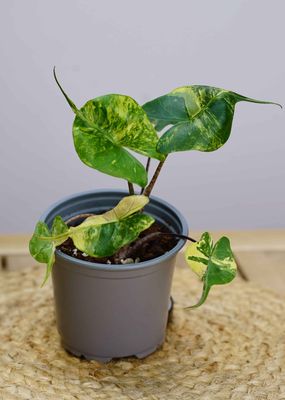 Variegated Alocasia &#039;Stingray&#039; Aurea