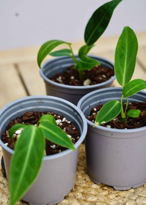 Anthurium Warocqueanum 10.5cm