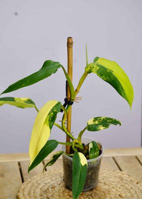 Philodendron Domesticum &#039;Mango Shake&#039; 10.5cm