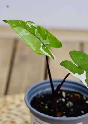 Variegated Alocasia Black Stem