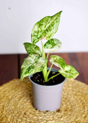 Alocasia Odora &#039;Batik&#039; Medium