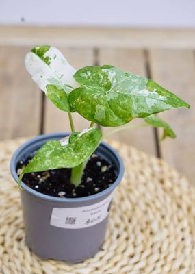 Alocasia Odora &#039;Batik&#039; Medium