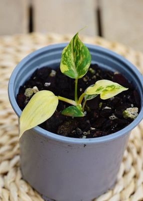 Variegated Philodendron Micans 10.5cm