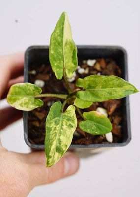 Variegated Alocasia &#039;lauterbachiana&#039; (Purple Sword)