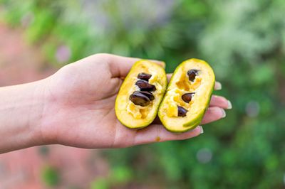 American Paw Paw (Asimina triloba)