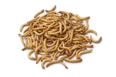 100 Live Mealworms