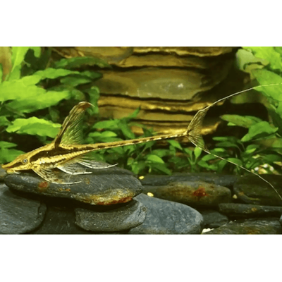 Royal Whiptail Locally bred