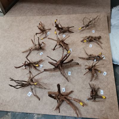 Driftwood Spider Root 15-25cm Yellow Tape