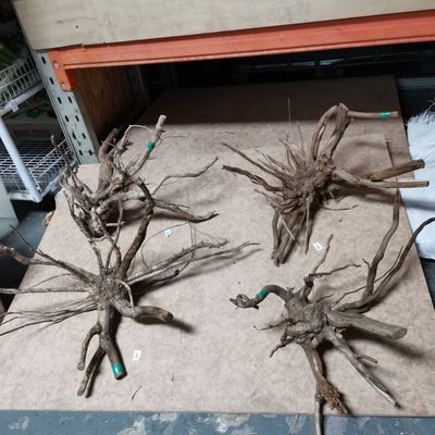 Driftwood Spider Root 55-65cm Green Tape
