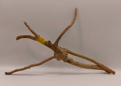 Spider Root Small y20