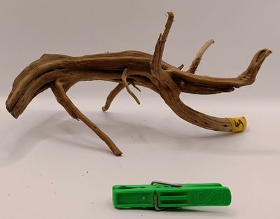 Spider Root Small y49