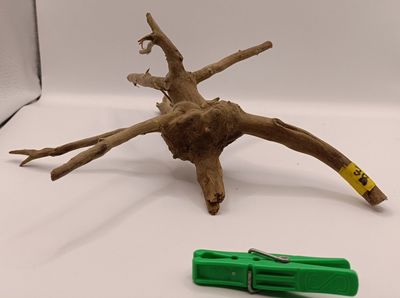 Spider Root Small y38