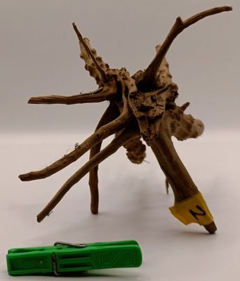 Spider Root Small y2
