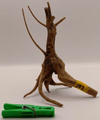 Spider Root Small y283