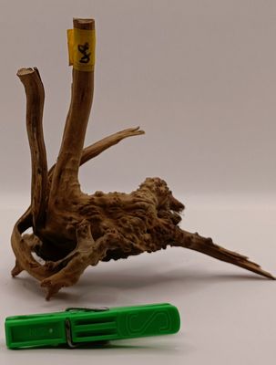 Spider Root Small y48