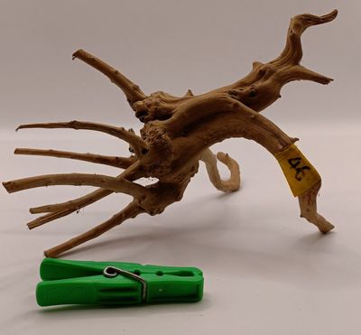 Spider Root Small y46