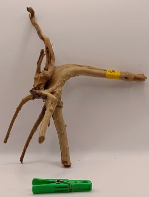 Spider Root Small y29