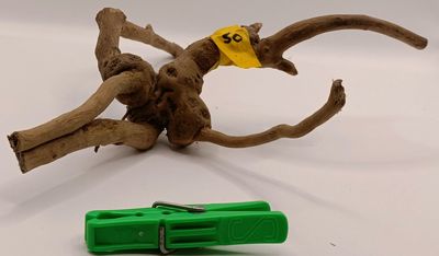 Spider Root Small y50