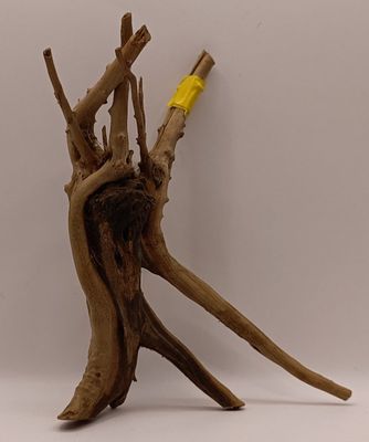 Spider Root Small y4