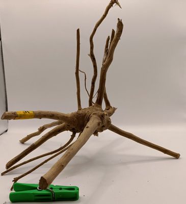 Spider Root Small y10