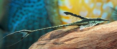 Royal Whiptail group of 6