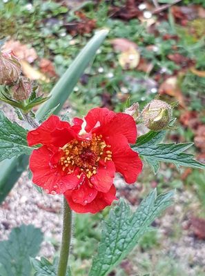 Geum &#039;Mrs J. Bradshaw&#039;