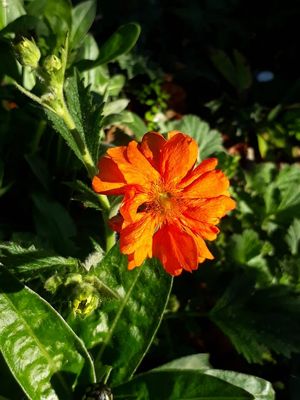 Geum &#039;Dolly North&#039;