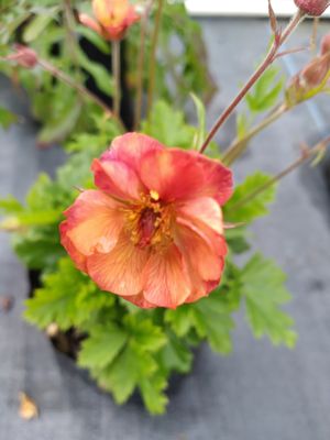 Geum - Apricot