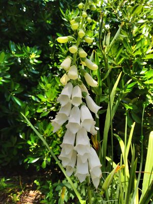 Digitalis &#039;Snow Thimble&#039;