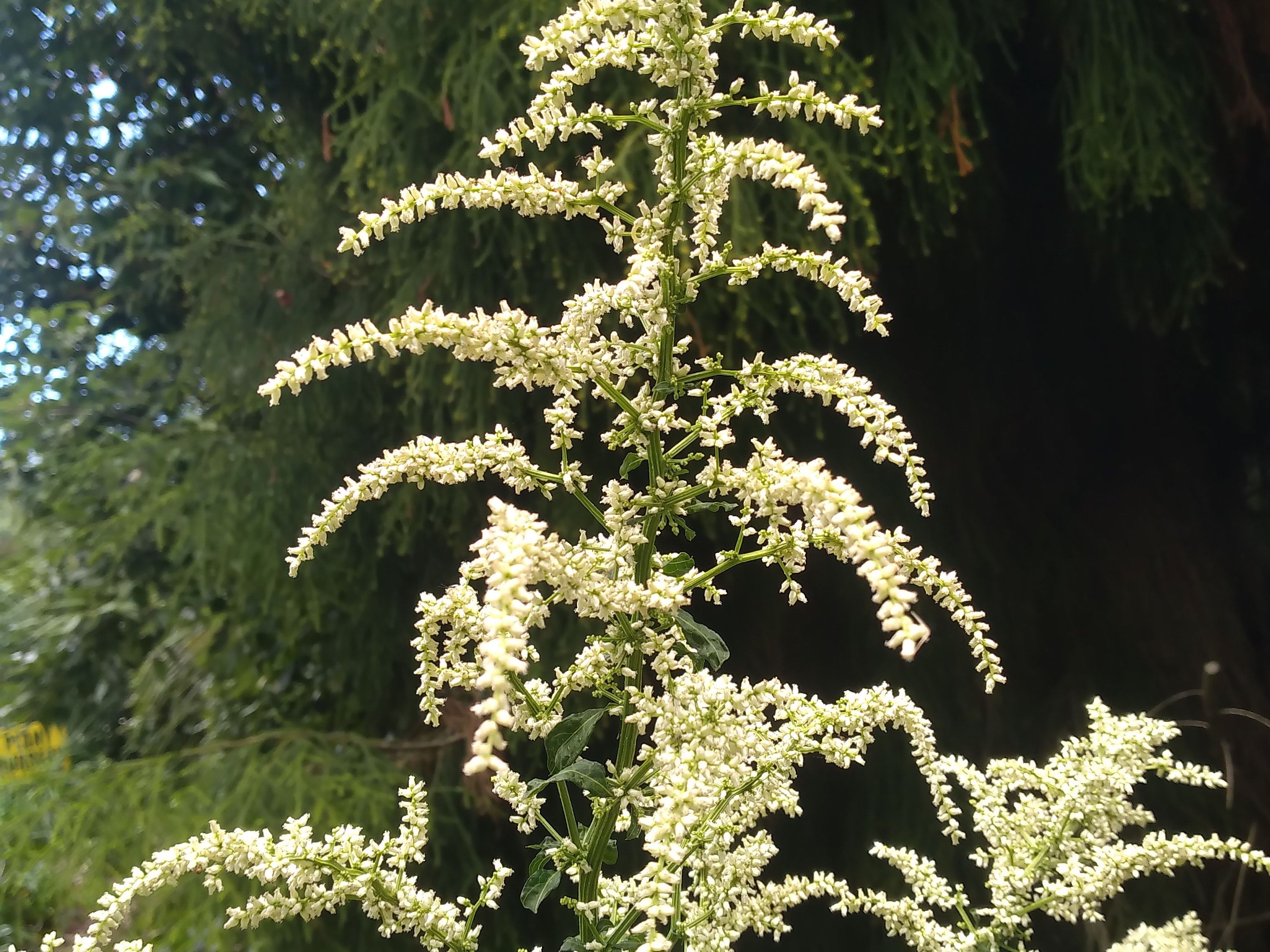 Artemisia lactiflora, Perennial Garden Plants