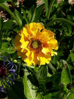 Geum &#039;Lady Stratheden&#039;